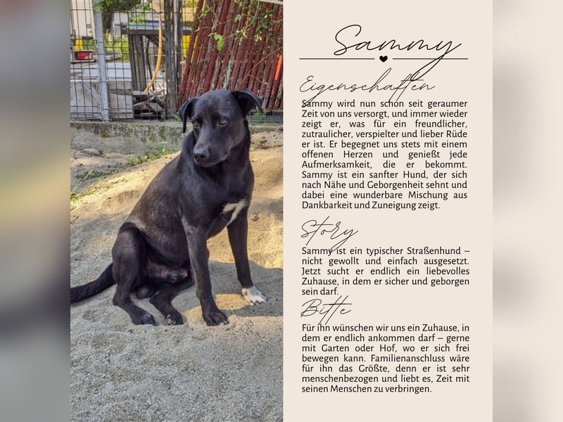 SAMMY sucht eine liebe Familie