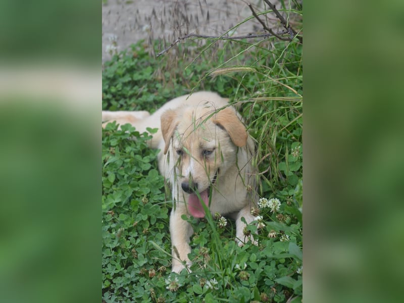 Familie gesucht für SUNNY