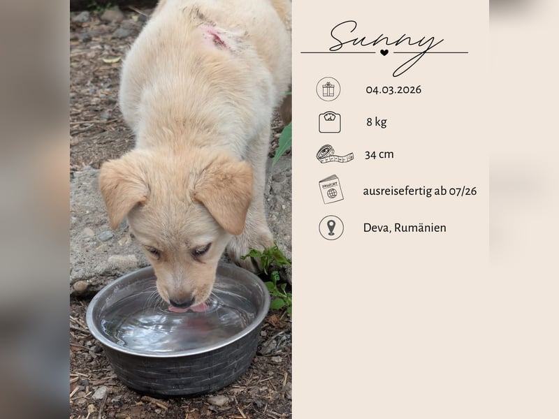 Familie gesucht für SUNNY