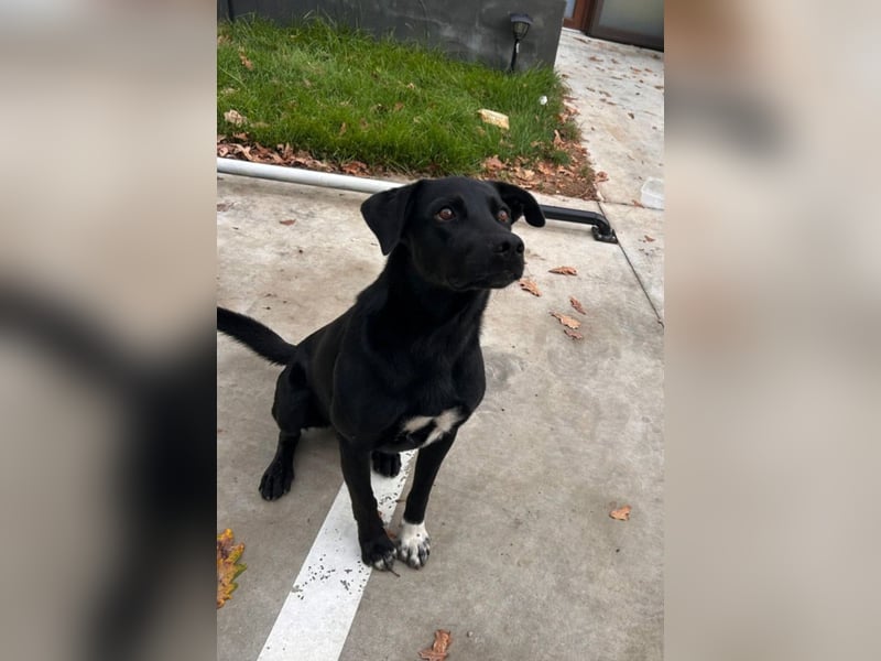 SAMMY sucht eine liebe Familie