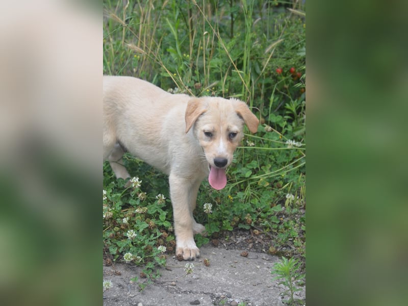 Familie gesucht für SUNNY