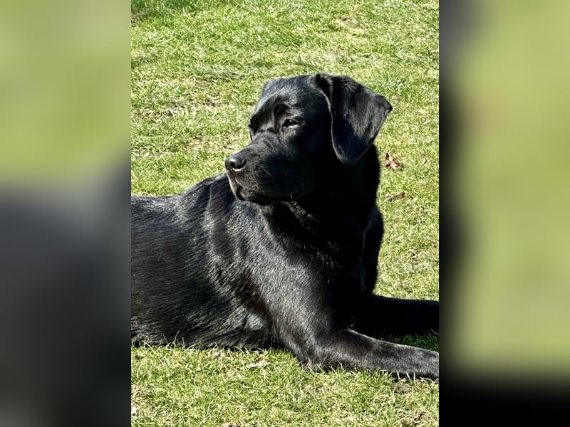 Schwarze Labrador Hündin verfügbar / Welpen aus LCD/VDH-Zucht (Erfurt)