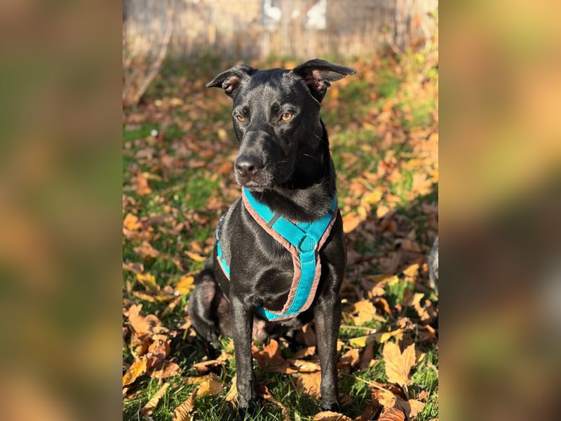 ❤️ Sunny Pflegefamilie 41812 Erkelenz