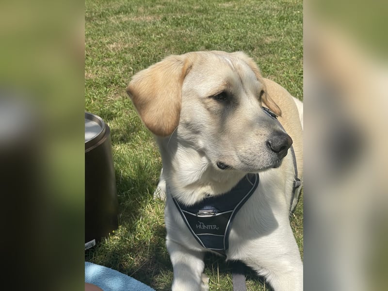 Buddy sucht ein Zuhause