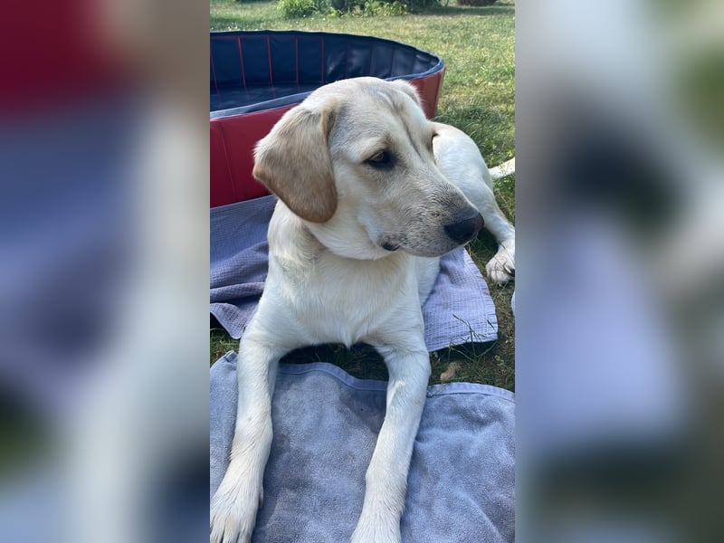 Buddy sucht ein Zuhause