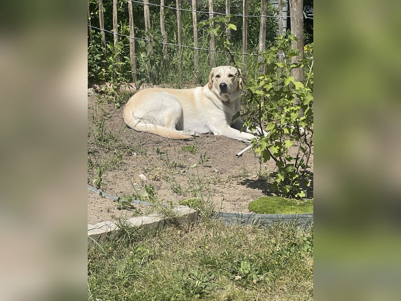 Buddy sucht ein Zuhause