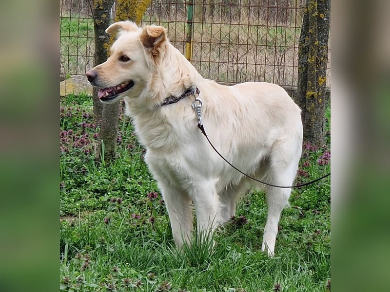 Herzensbrecher Szoren möchte ein Zuhause