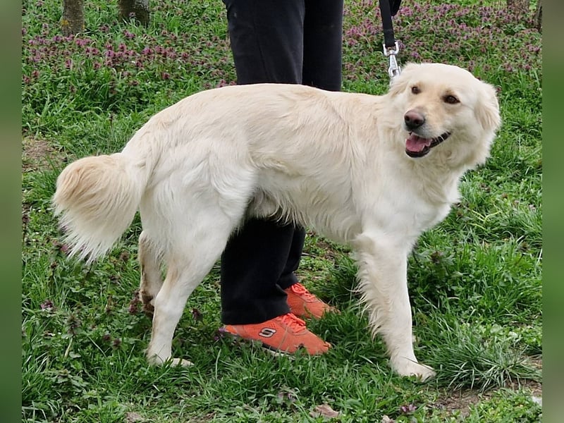 Herzensbrecher Szoren möchte ein Zuhause