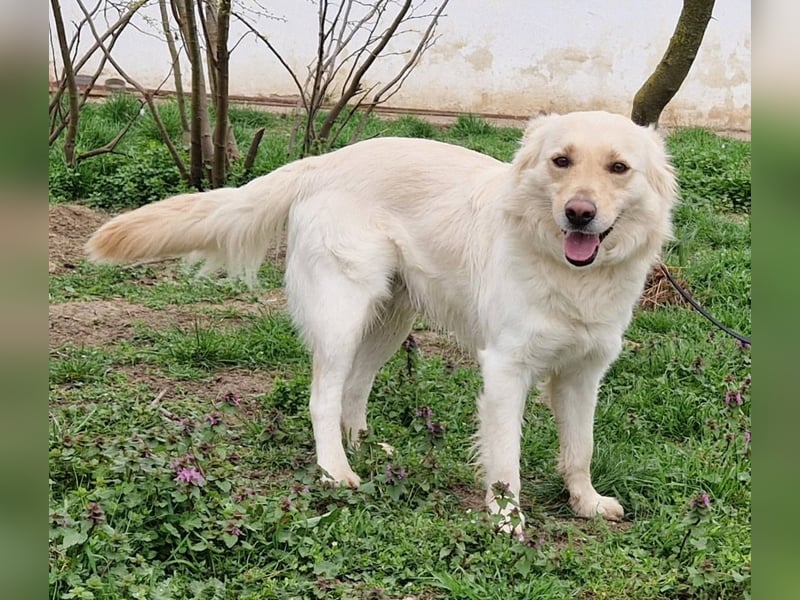 Herzensbrecher Szoren möchte ein Zuhause