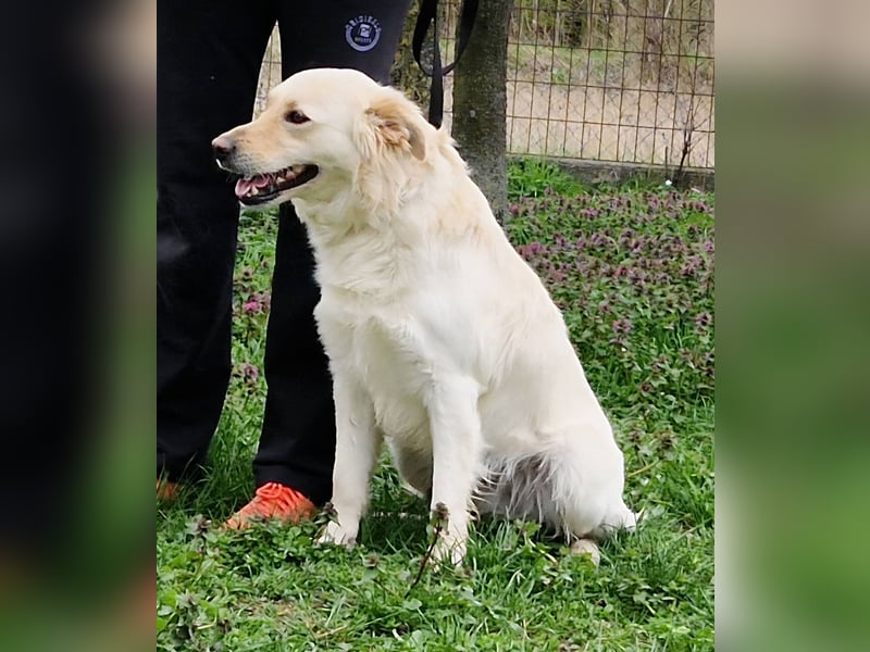 Herzensbrecher Szoren möchte ein Zuhause