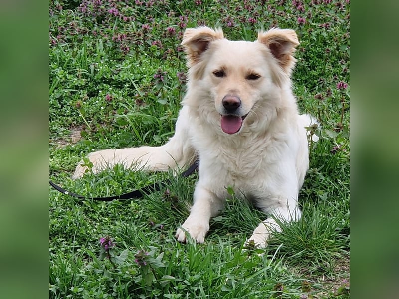 Herzensbrecher Szoren möchte ein Zuhause