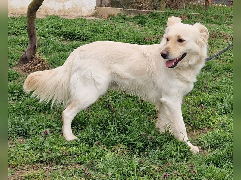 Herzensbrecher Szoren möchte ein Zuhause