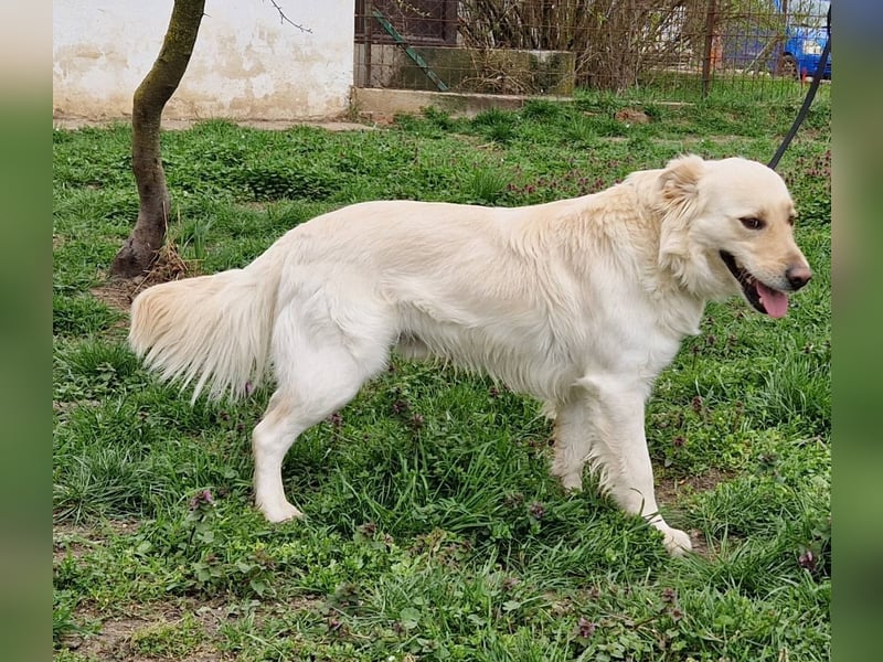 Herzensbrecher Szoren möchte ein Zuhause