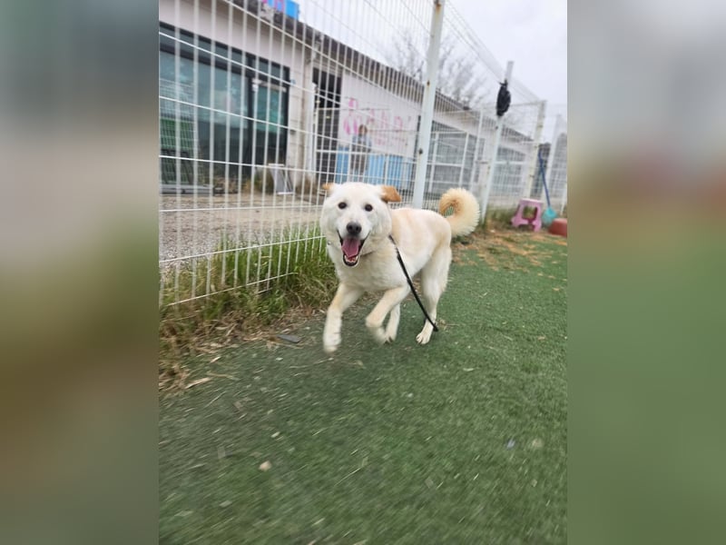 Nabi die Familienhündin Retriever Mix aus 2023