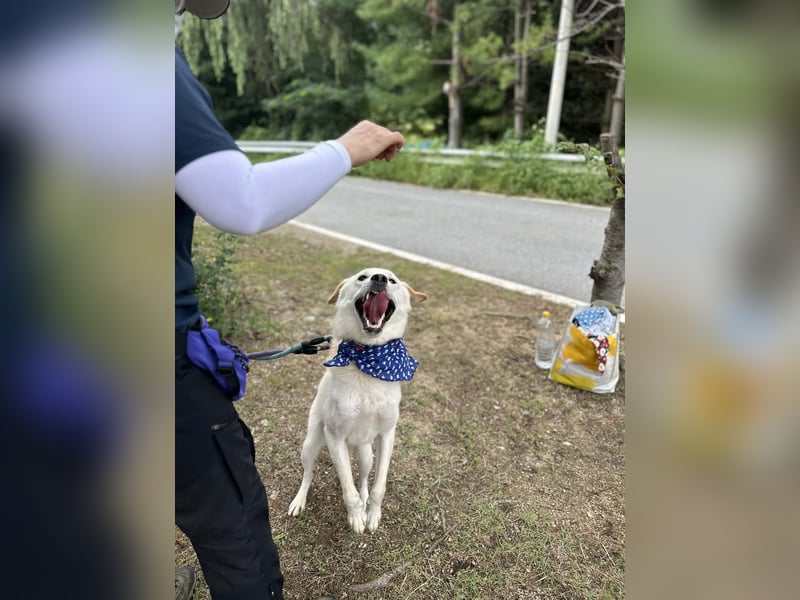 Nabi die Familienhündin Retriever Mix aus 2023