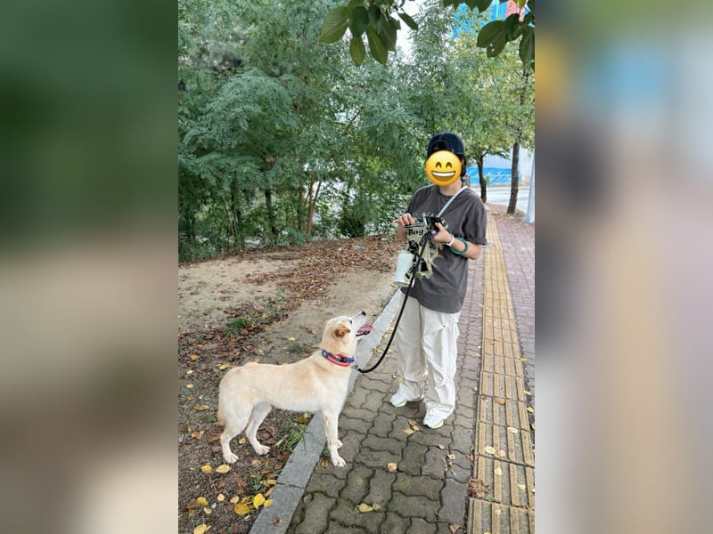 Nabi die Familienhündin Retriever Mix aus 2023