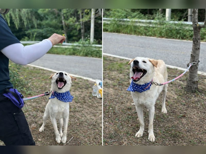 Nabi die Familienhündin Retriever Mix aus 2023