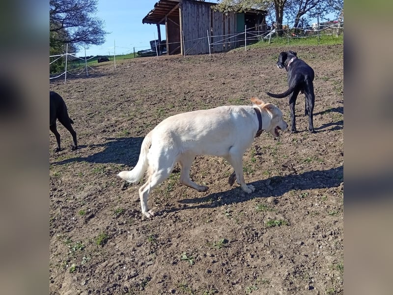 Diva - neugierig, verschmust und interessiert an einer festen Beziehung! Diva ist in De.