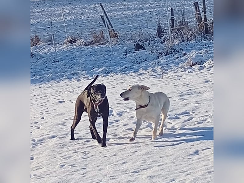 Diva - schon auf PS in De - neugierig, verschmust und offen für ein neues Leben