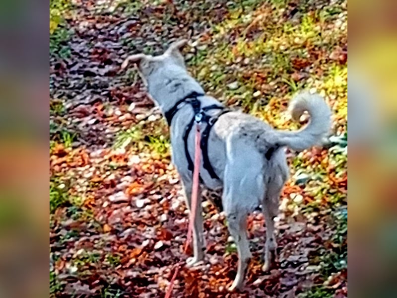 Diva - neugierig, verschmust und offen für ein neues Leben