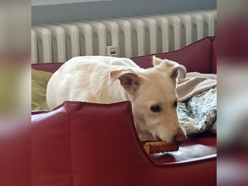 Diva - neugierig, verschmust und interessiert an einer festen Beziehung! Diva ist in De.