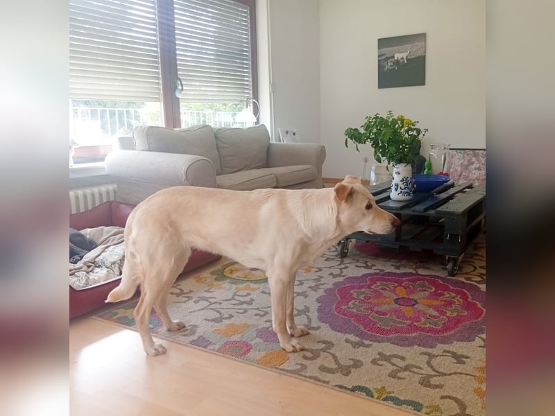 Diva - neugierig, verschmust und interessiert an einer festen Beziehung! Diva ist in De.