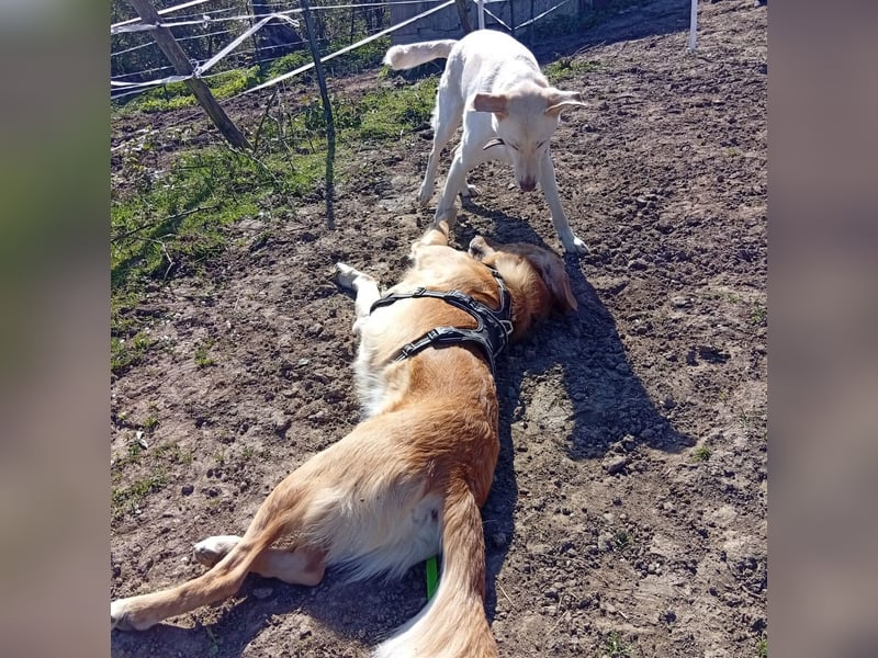 Diva - neugierig, verschmust und interessiert an einer festen Beziehung! Diva ist in De.