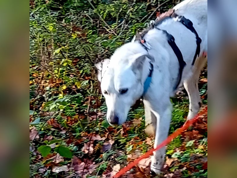 Diva - neugierig, verschmust und offen für ein neues Leben