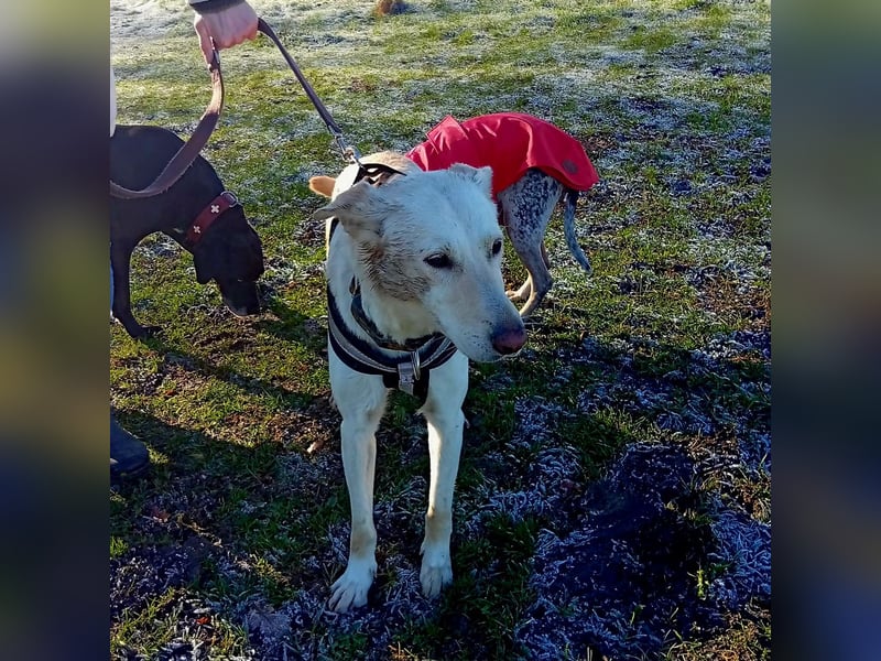 Diva - neugierig, verschmust und offen für ein neues Leben