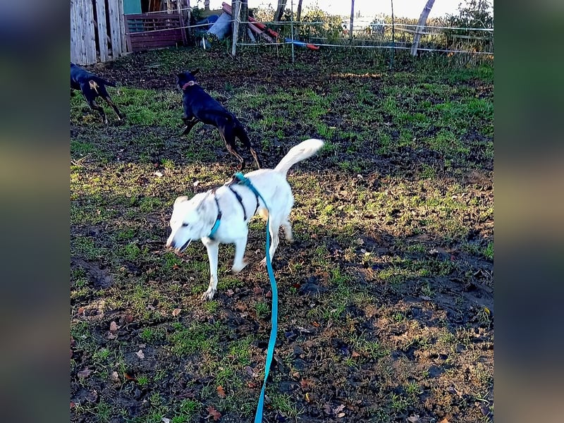 Diva - neugierig, verschmust und offen für ein neues Leben