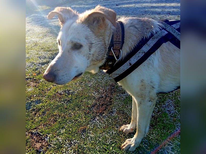 Diva - neugierig, verschmust und offen für ein neues Leben