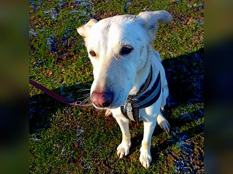 Diva - neugierig, verschmust und offen für ein neues Leben