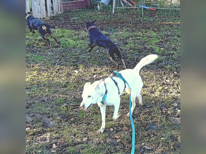 Diva - neugierig, verschmust und offen für ein neues Leben