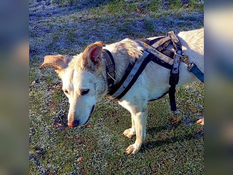 Diva - neugierig, verschmust und offen für ein neues Leben