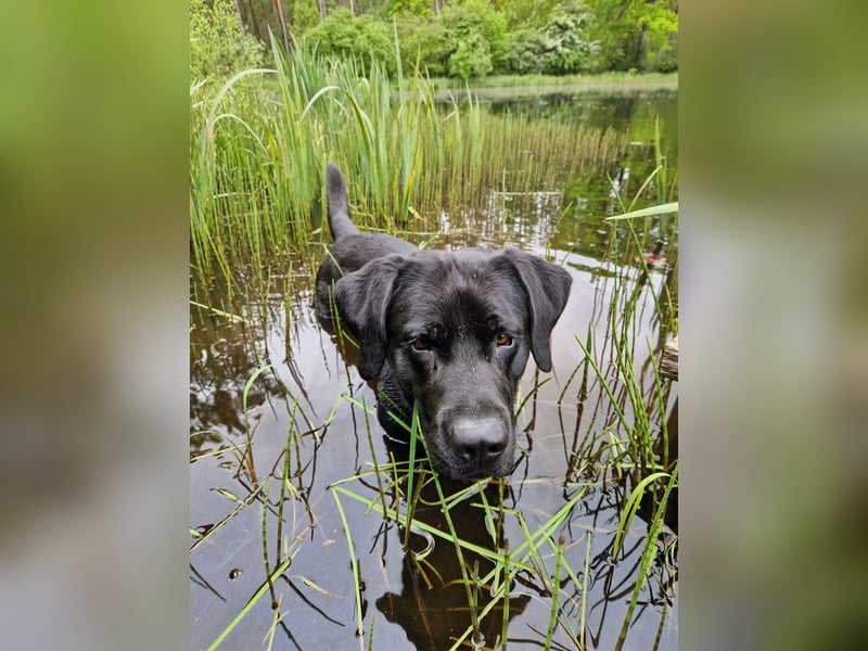 Cooler Labrador-Mix sucht sein Glück