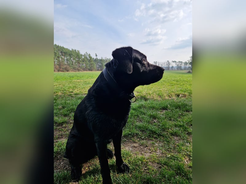 Cooler Labrador-Mix sucht sein Glück