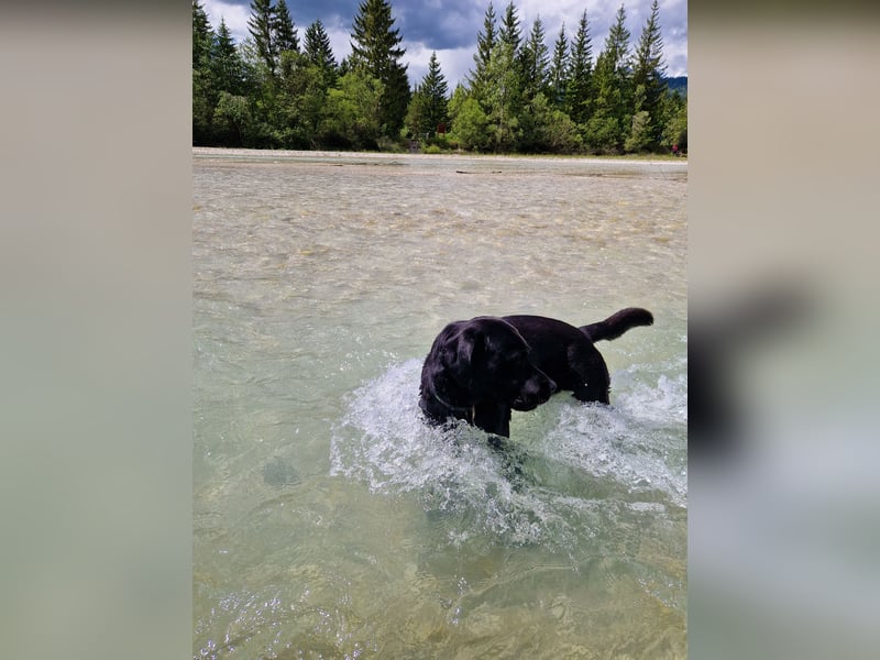 Cooler Labrador-Mix sucht sein Glück
