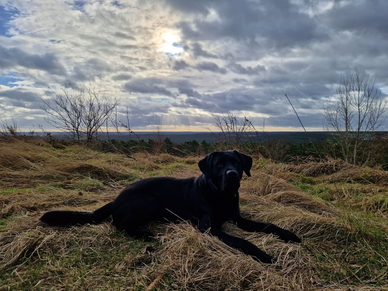 Cooler Labrador-Mix sucht sein Glück
