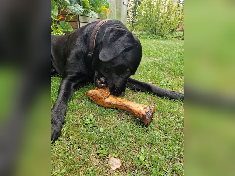 Cooler Labrador-Mix sucht sein Glück