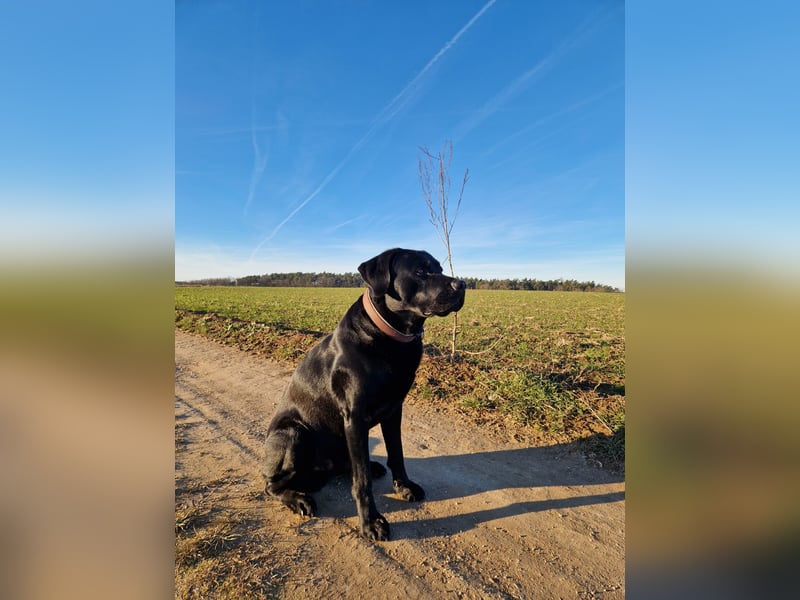 Cooler Labrador-Mix sucht sein Glück