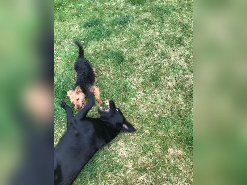 Cooler Labrador-Mix sucht sein Glück