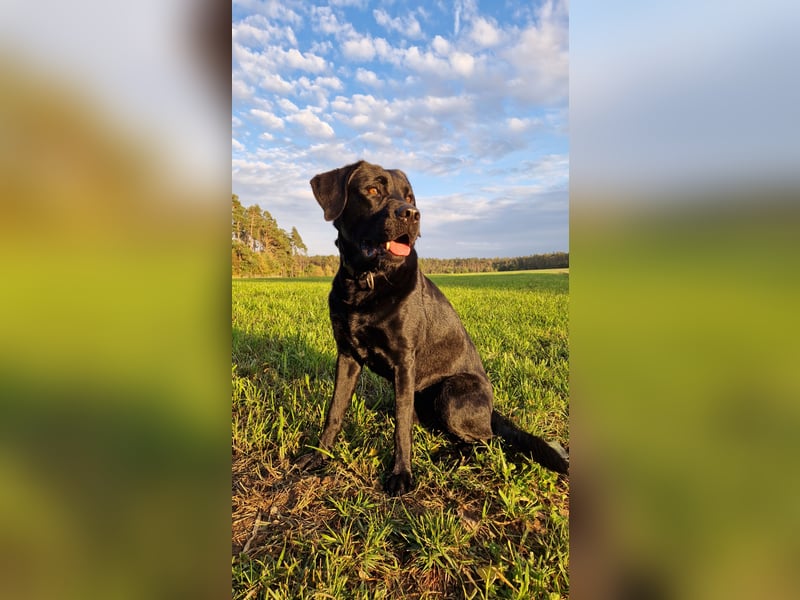 Cooler Labrador-Mix sucht sein Glück