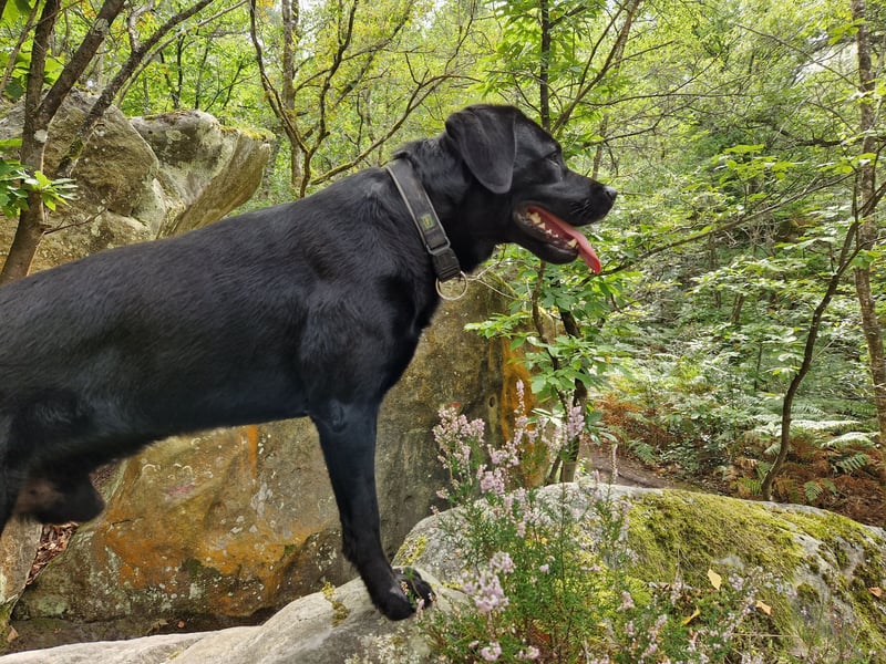 Cooler Labrador-Mix sucht sein Glück