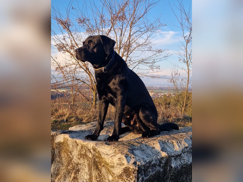 Cooler Labrador-Mix sucht sein Glück
