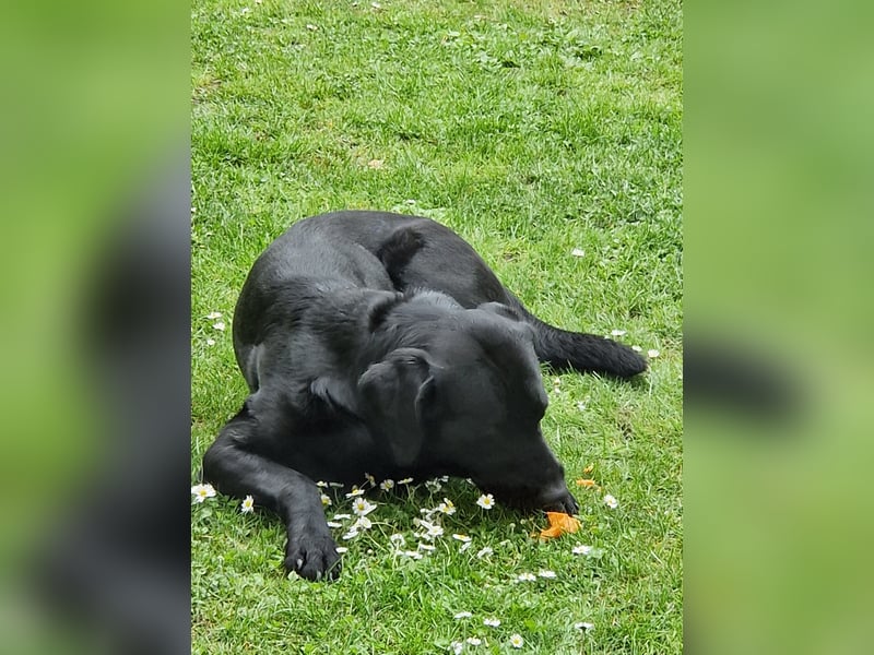 Cooler Labrador-Mix sucht sein Glück