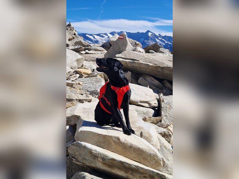 Cooler Labrador-Mix sucht sein Glück