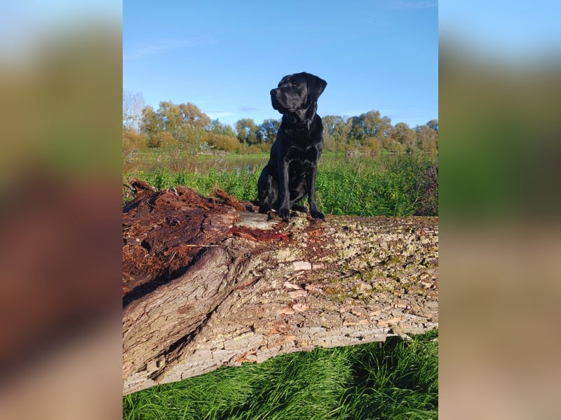 Cooler Labrador-Mix sucht sein Glück