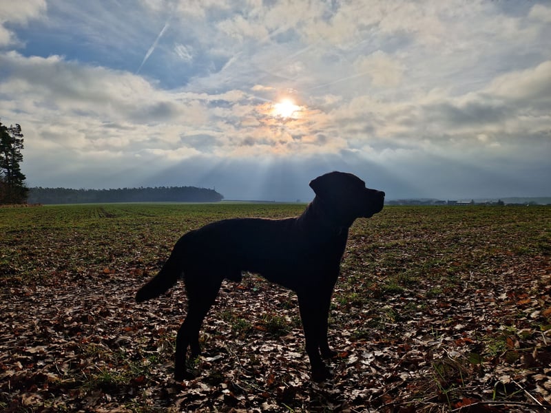 Cooler Labrador-Mix sucht sein Glück