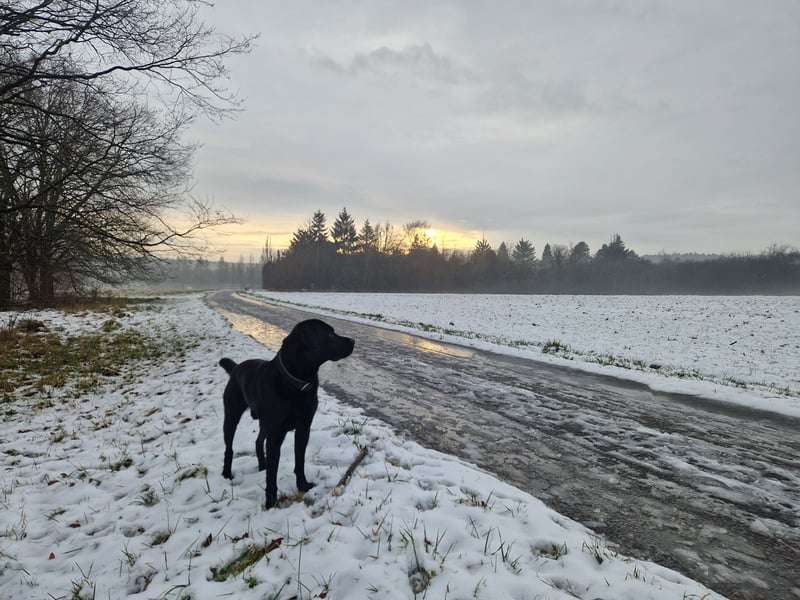 Cooler Labrador-Mix sucht sein Glück