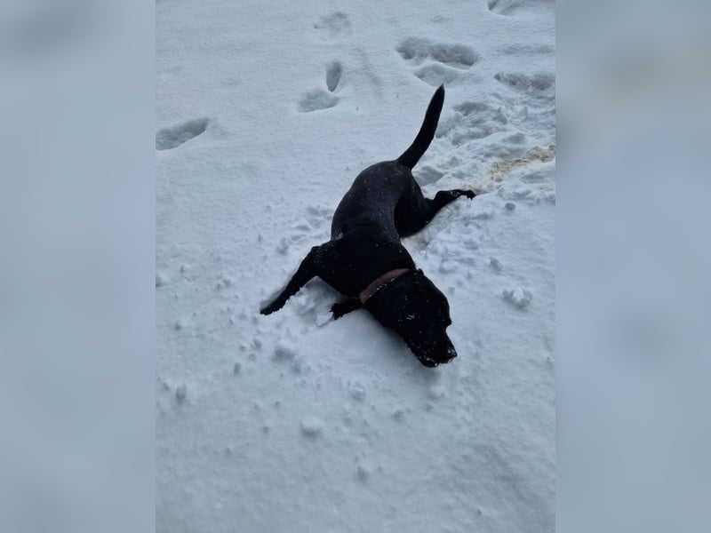 Cooler Labrador-Mix sucht sein Glück